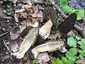 Hegyes kucsmagomba (Morchella deliciosa), Pilis